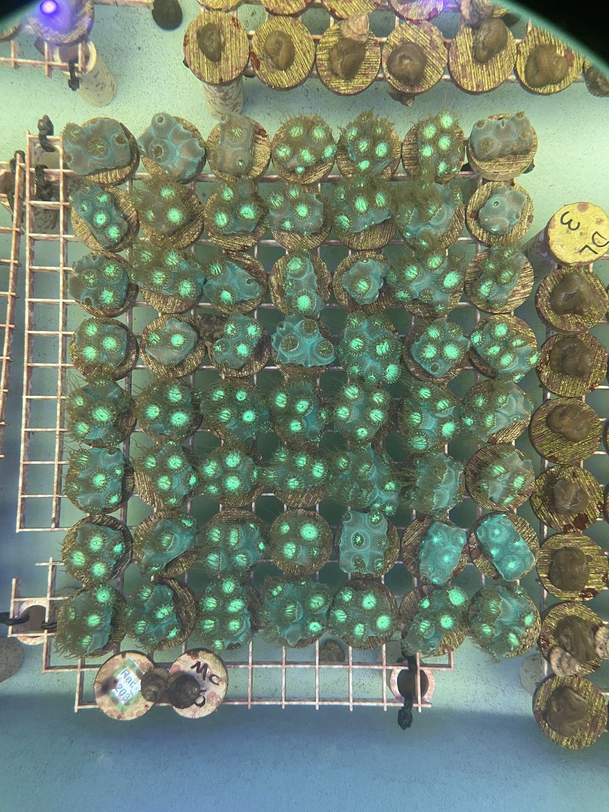 coral fragments